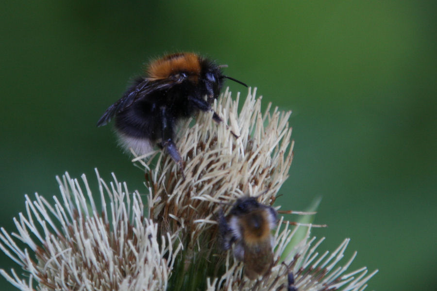 Bombus hypnorum e Bombus cf . pascuorum var. floralis